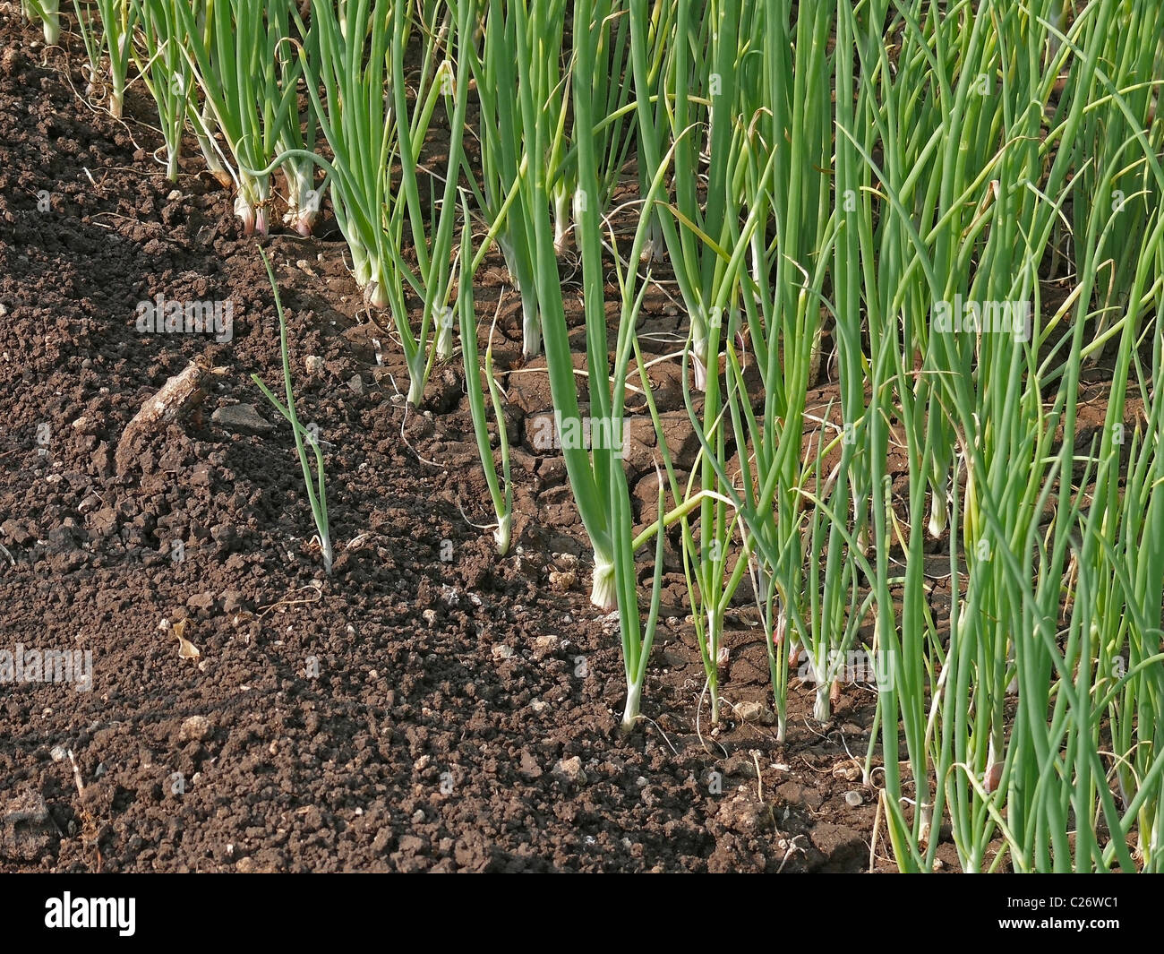Domaine de l'oignon le poireau, Allium cepa, Satara, Maharashtra, Inde Banque D'Images