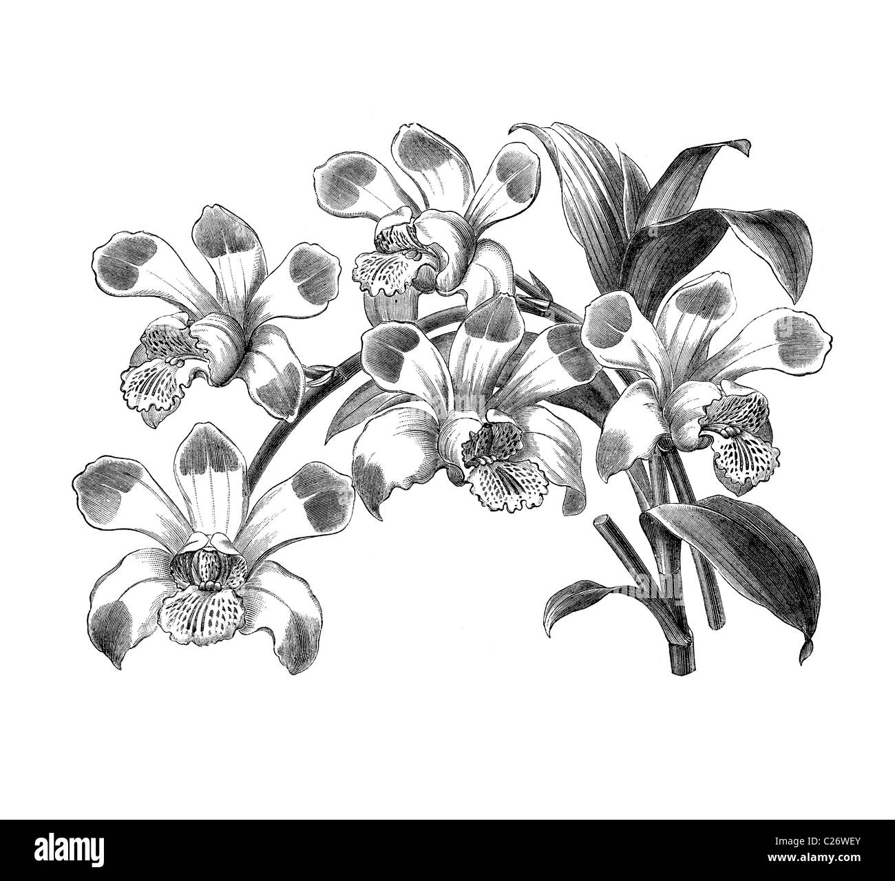 Broughtonia Chelsoni, un nouvel hybride d'orchidée. Gravure du xixe siècle victorien, illustration Banque D'Images