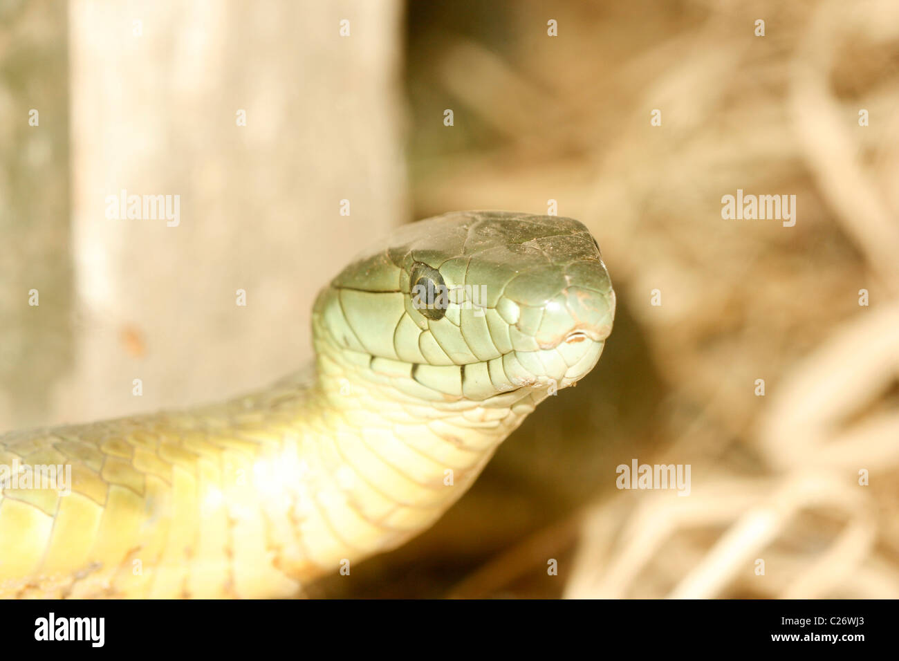 Green Mamba orientale (Dendroaspis angusticeps), Ouganda Banque D'Images