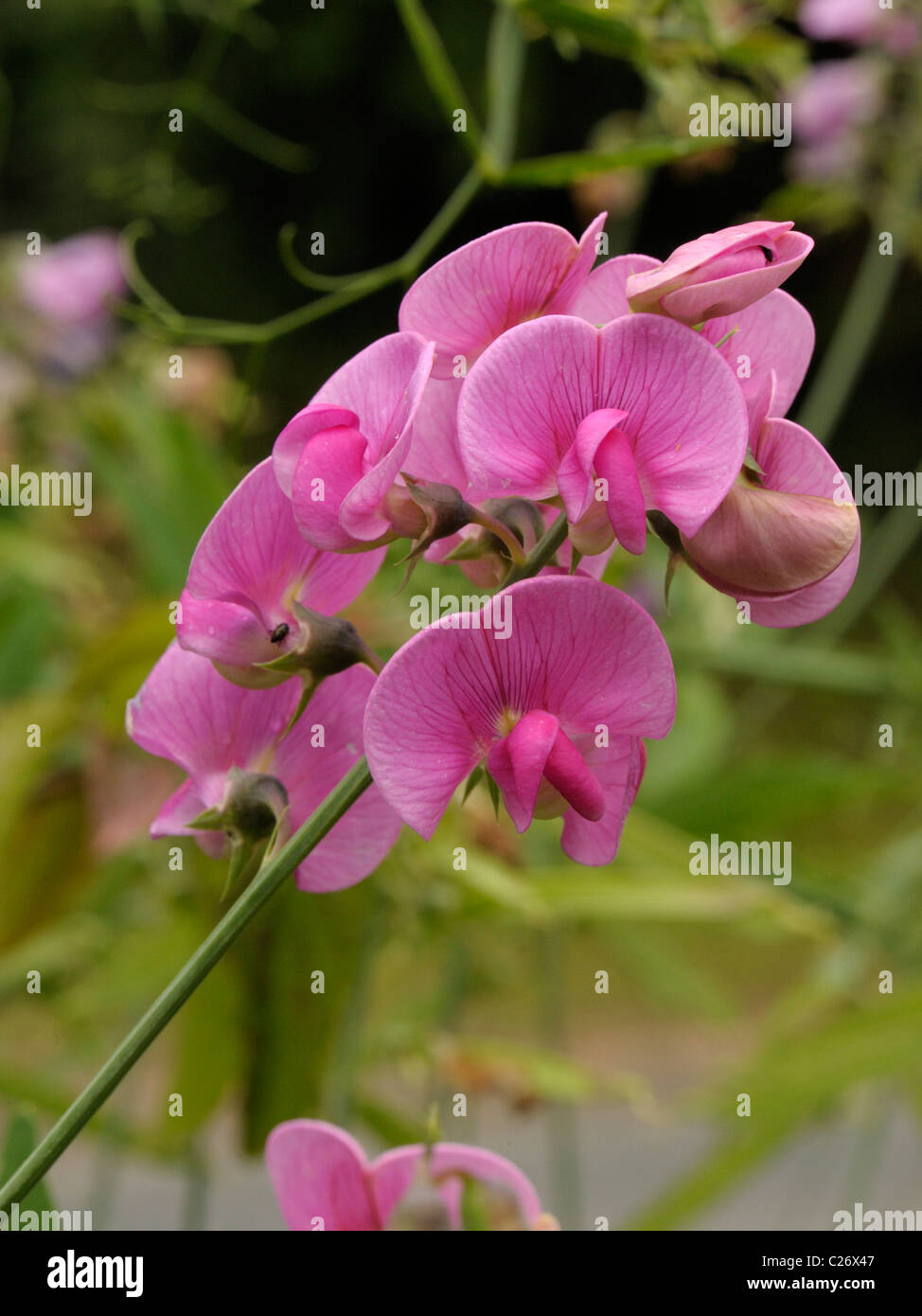 Éternelle à larges feuilles, Lathyrus latifolius pois- Banque D'Images