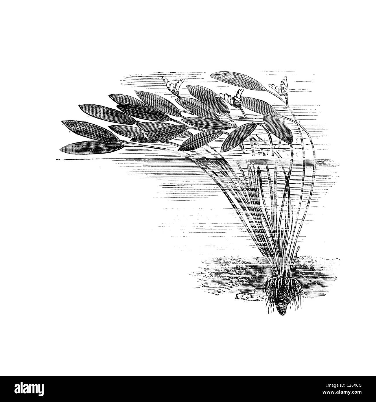 Cap potamot, Aponogeton victorien distachyon, gravure, illustration du xixe siècle Banque D'Images