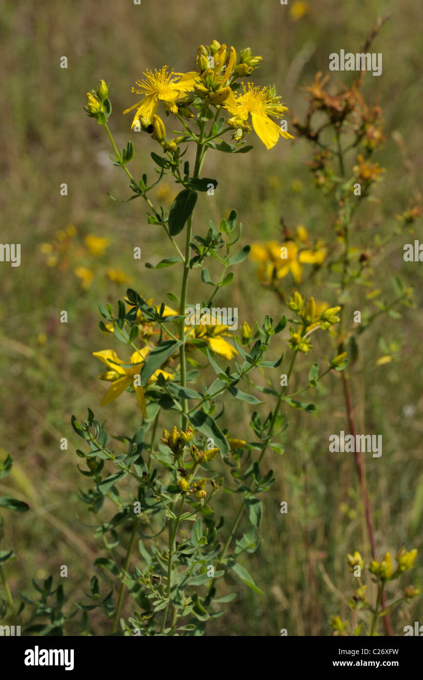 Perforer à St John's wort, hypericum perforatum Banque D'Images