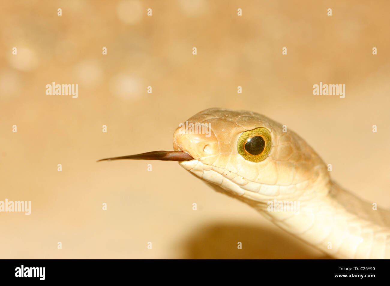 Boomslang (Dispholidus typus) en Ouganda avec sa langue dehors Banque D'Images