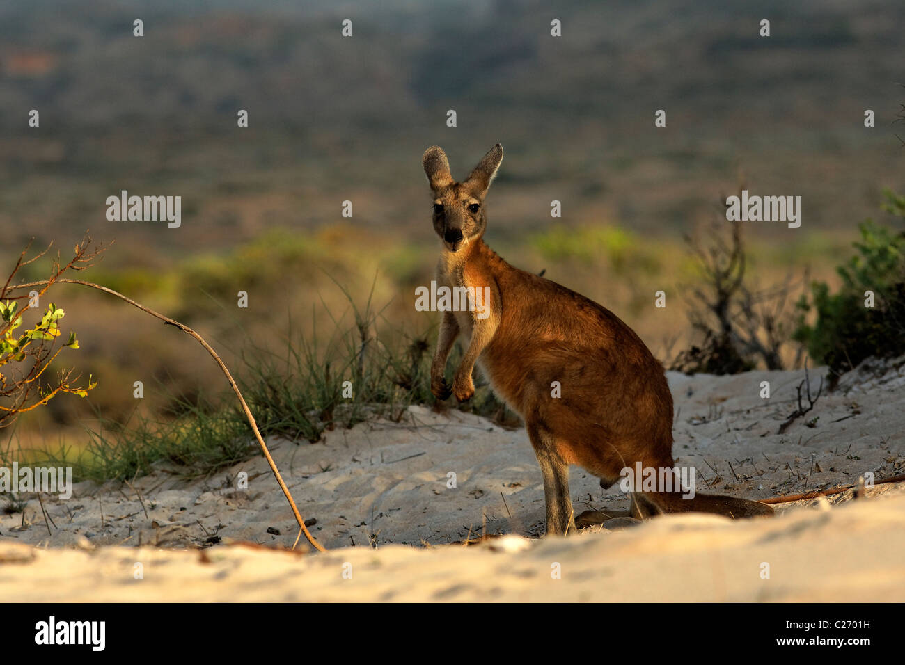 Portrait d'un Kangourou gris de l'Est du parc national de Cape Range, au nord-ouest de l'Australie Banque D'Images