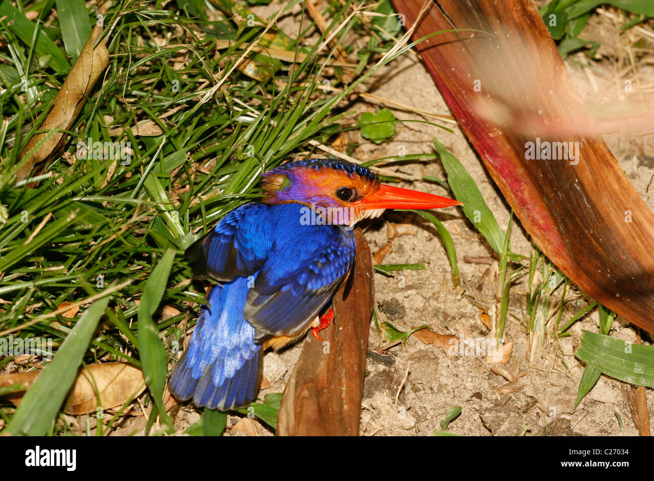 African pygmy Kingfisher (Ispidina picta), Ouganda Banque D'Images