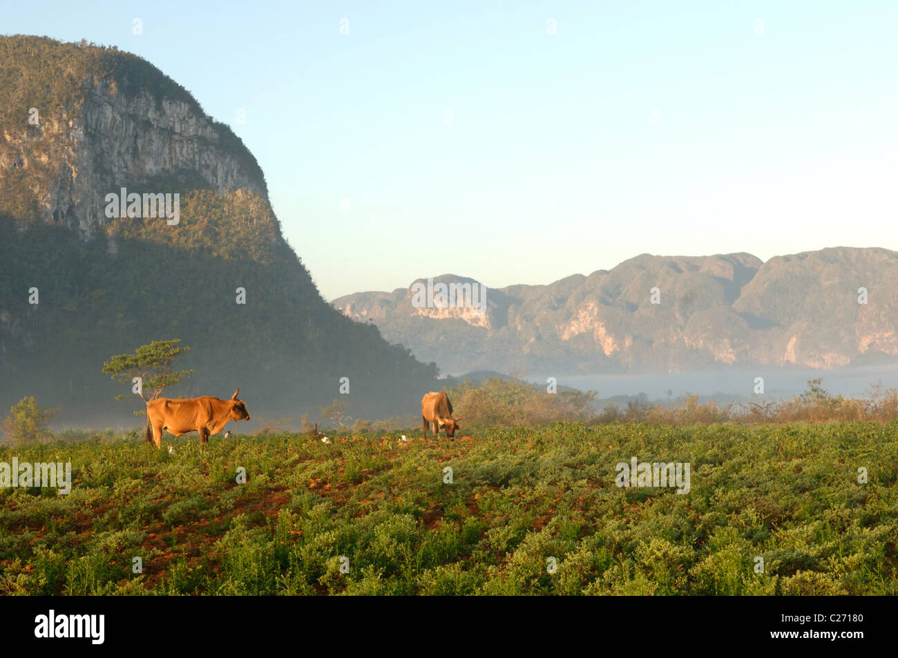 Vues et scènes de rue et la Vallée de Vinales Vinales Cuba Banque D'Images