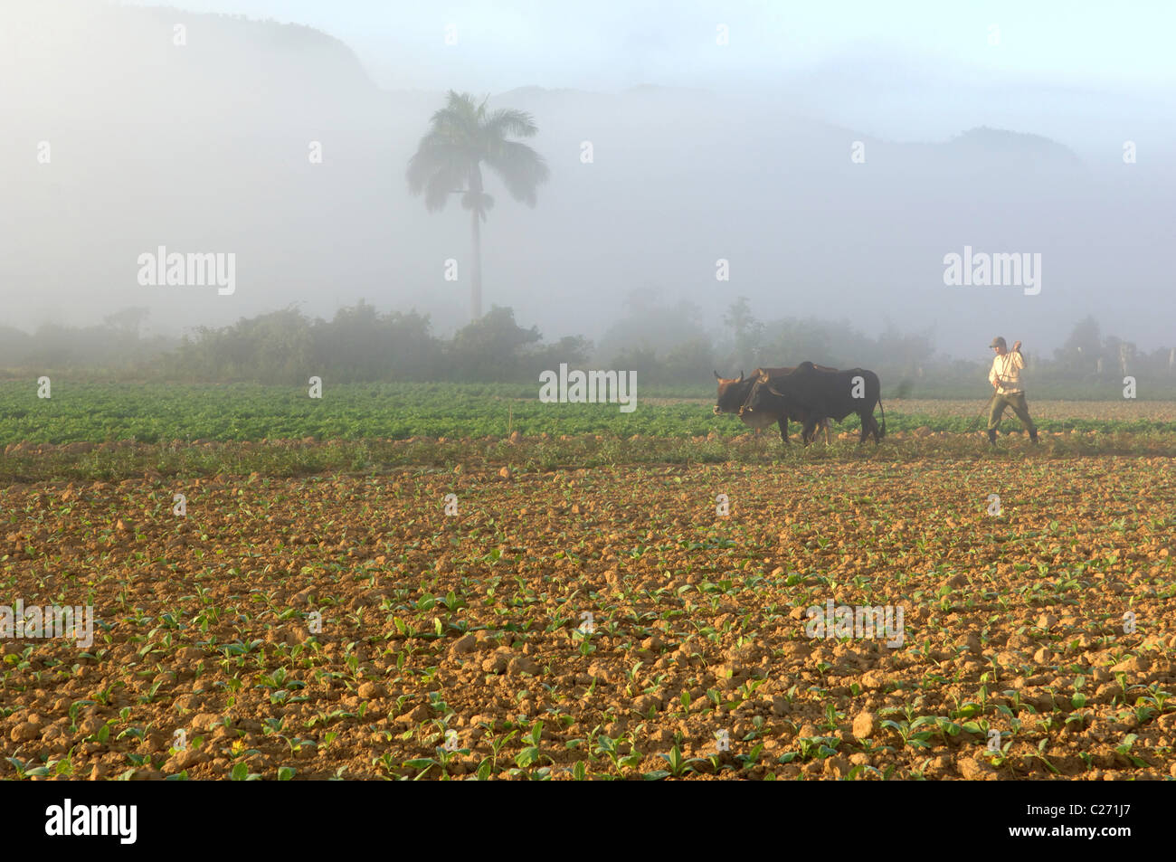 Vues et scènes de rue et la Vallée de Vinales Vinales Cuba Banque D'Images