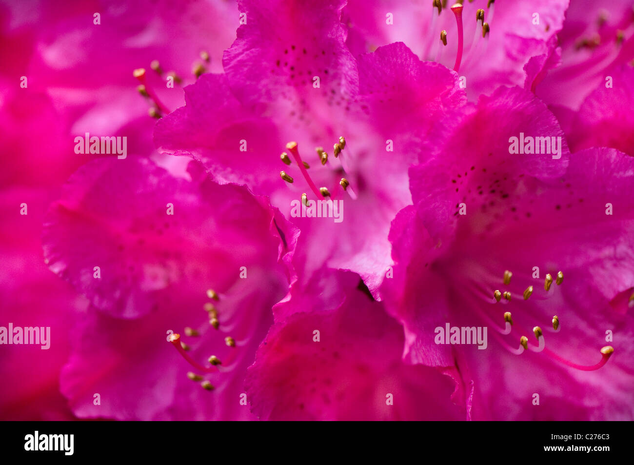 Une image en gros plan de fleurs de l'AGA Cynthia Rhododendron Banque D'Images