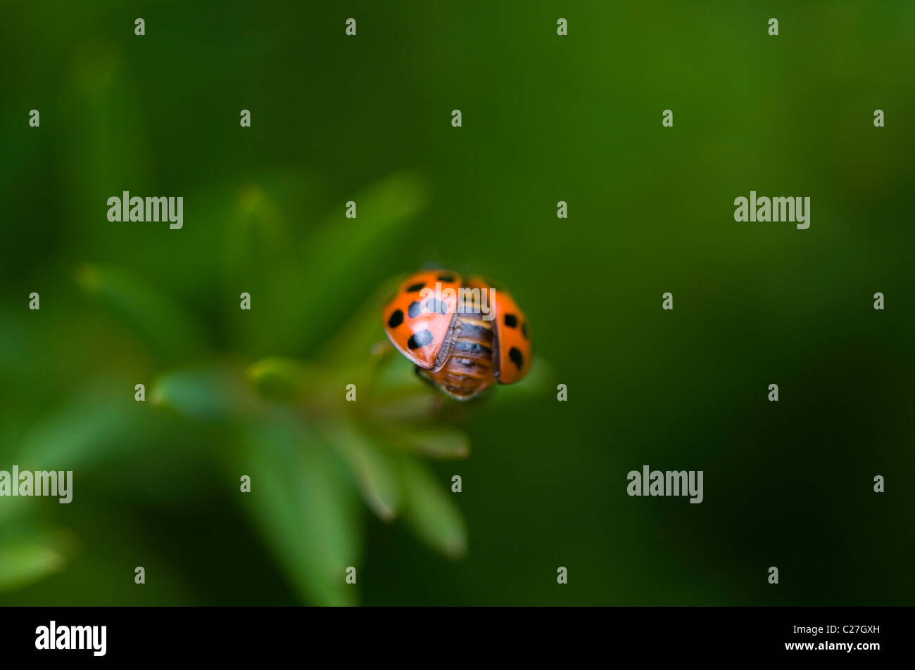 Ladybird - Arlequin Harmonia axyridis Banque D'Images
