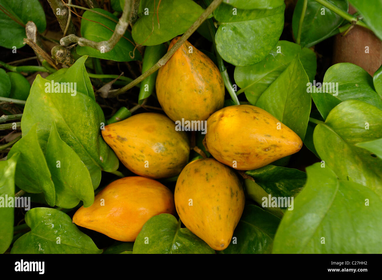 Dien taw (connu sous le nom de Lucuma, originaire d'Amérique du Sud) et étrange strange fruit cultivé en doi ang khang,chiang mai , Thaïlande Banque D'Images