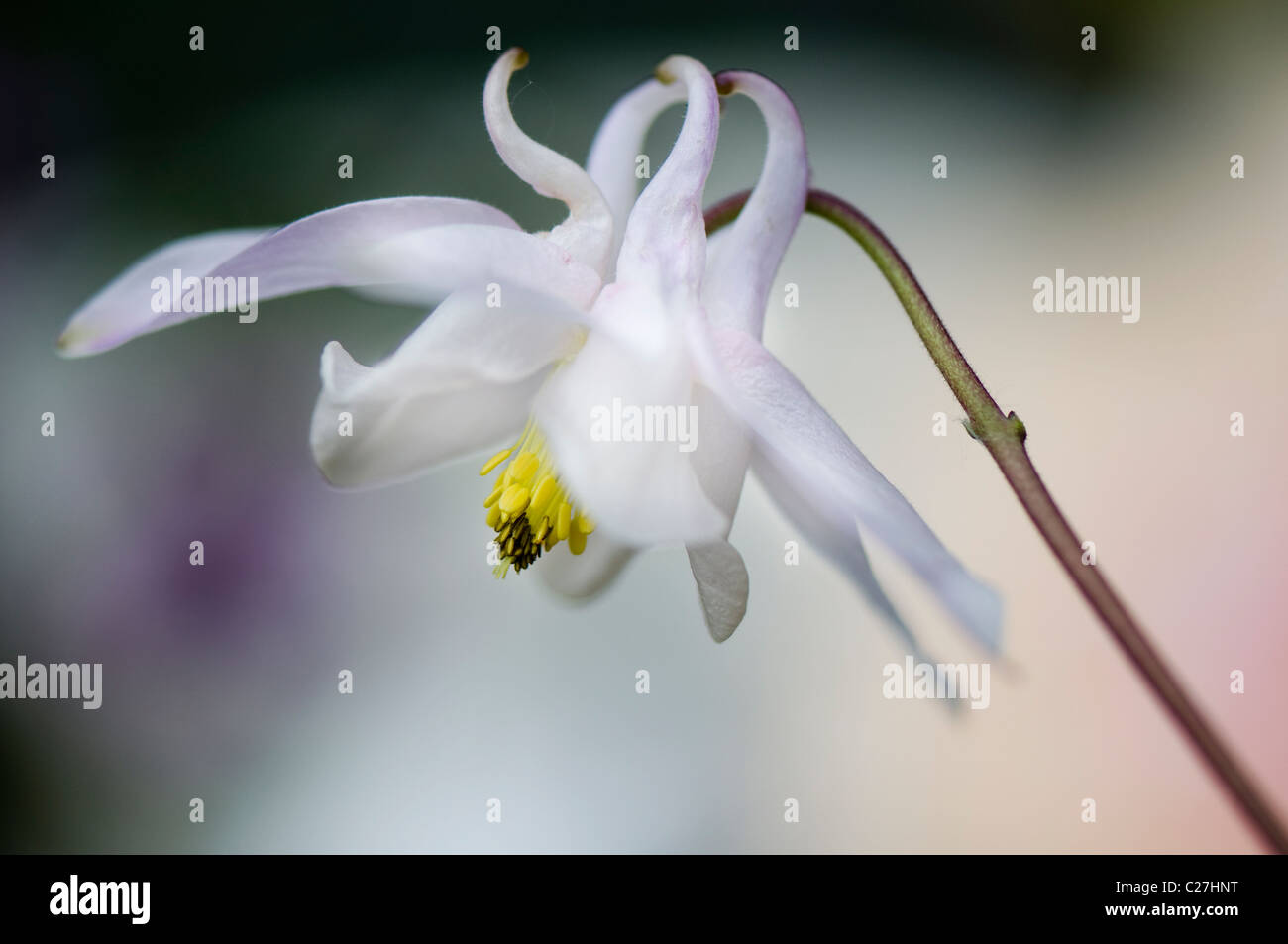 Une seule fleur blanche Aquilegia vulgaris ancolie - Banque D'Images