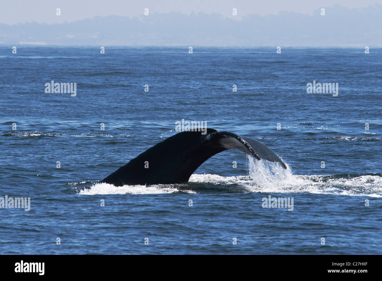 Veau de baleines à bosse (Megaptera novaeangliae) soulevant sa queue queue avant de plonger. Monterey, Californie, l'océan Pacifique. Banque D'Images