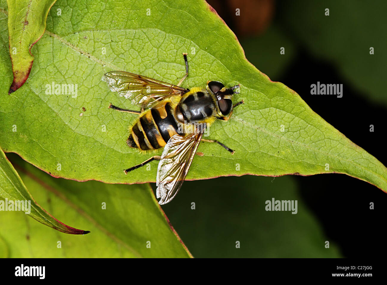 Myathrope florea hoverfly Banque D'Images