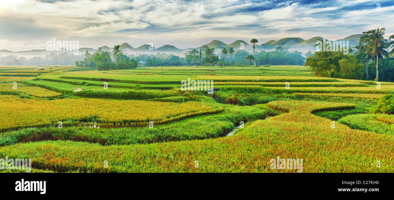 Panorama du champ de riz paddy. Philippines Banque D'Images