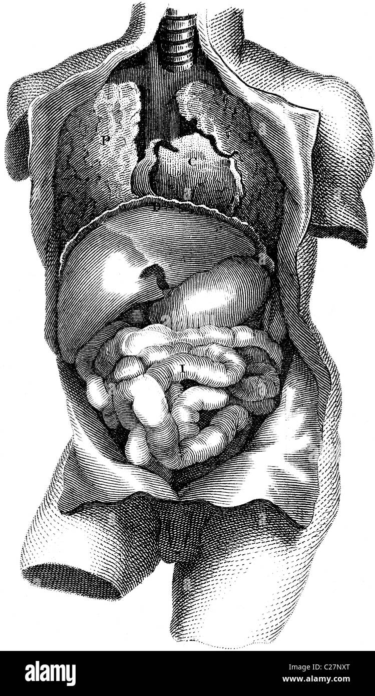 19ème siècle illustration de livre, prises à partir de la 9e édition (1875) de l'Encyclopédie Britannique, de viscères, de la poitrine et abdomen Banque D'Images