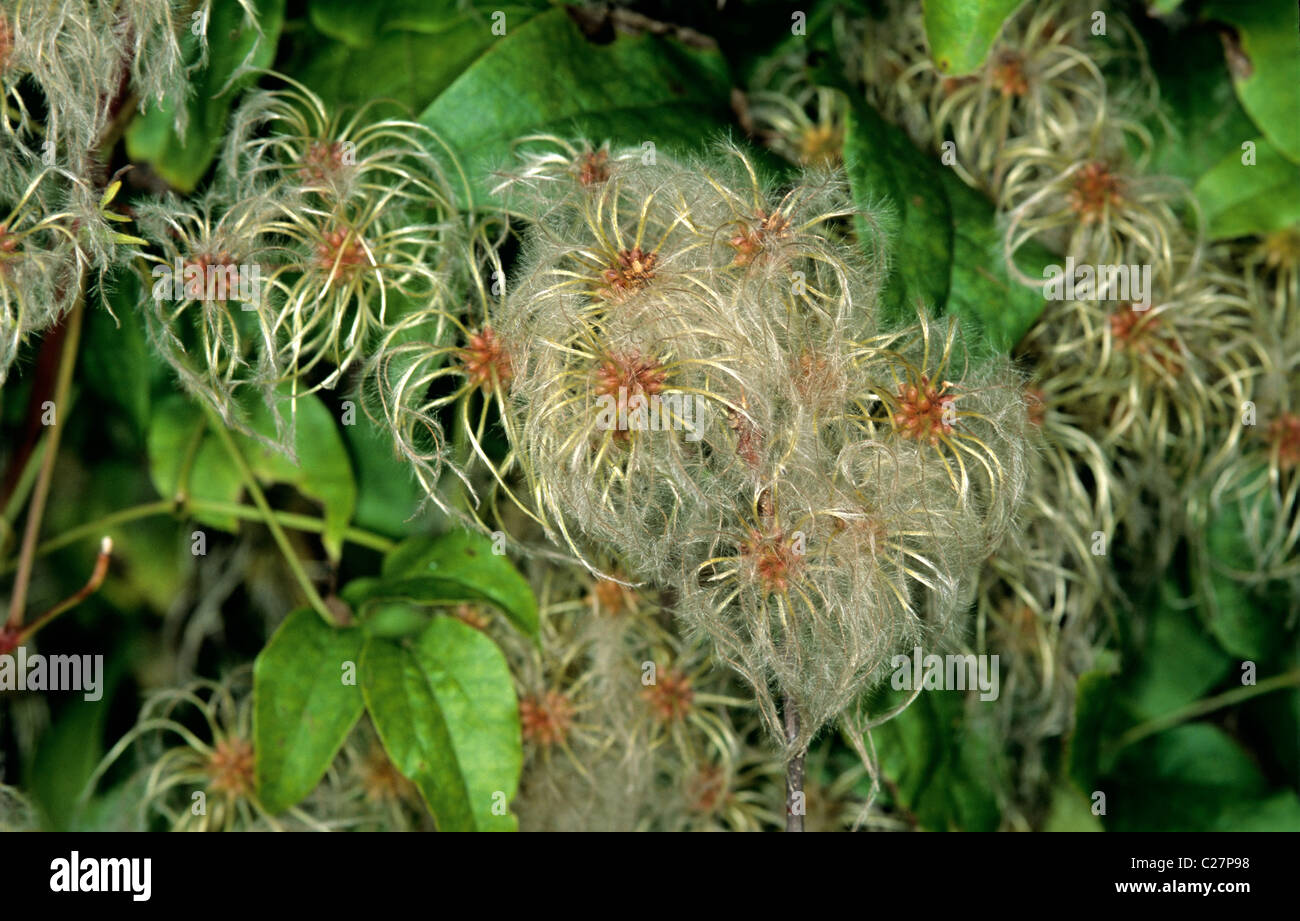 La joie du voyageur, la clématite sauvage, vieux Mans beard (Clematis vitalba) grimpeur d'ensemencement Banque D'Images