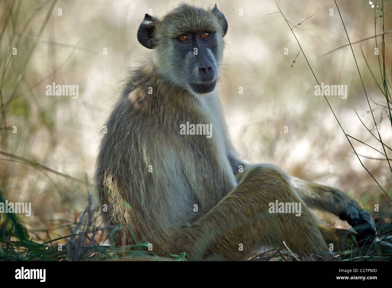 Babouin jaune. (Papio cynocephalus) . SAADANI . Tanzanie Banque D'Images