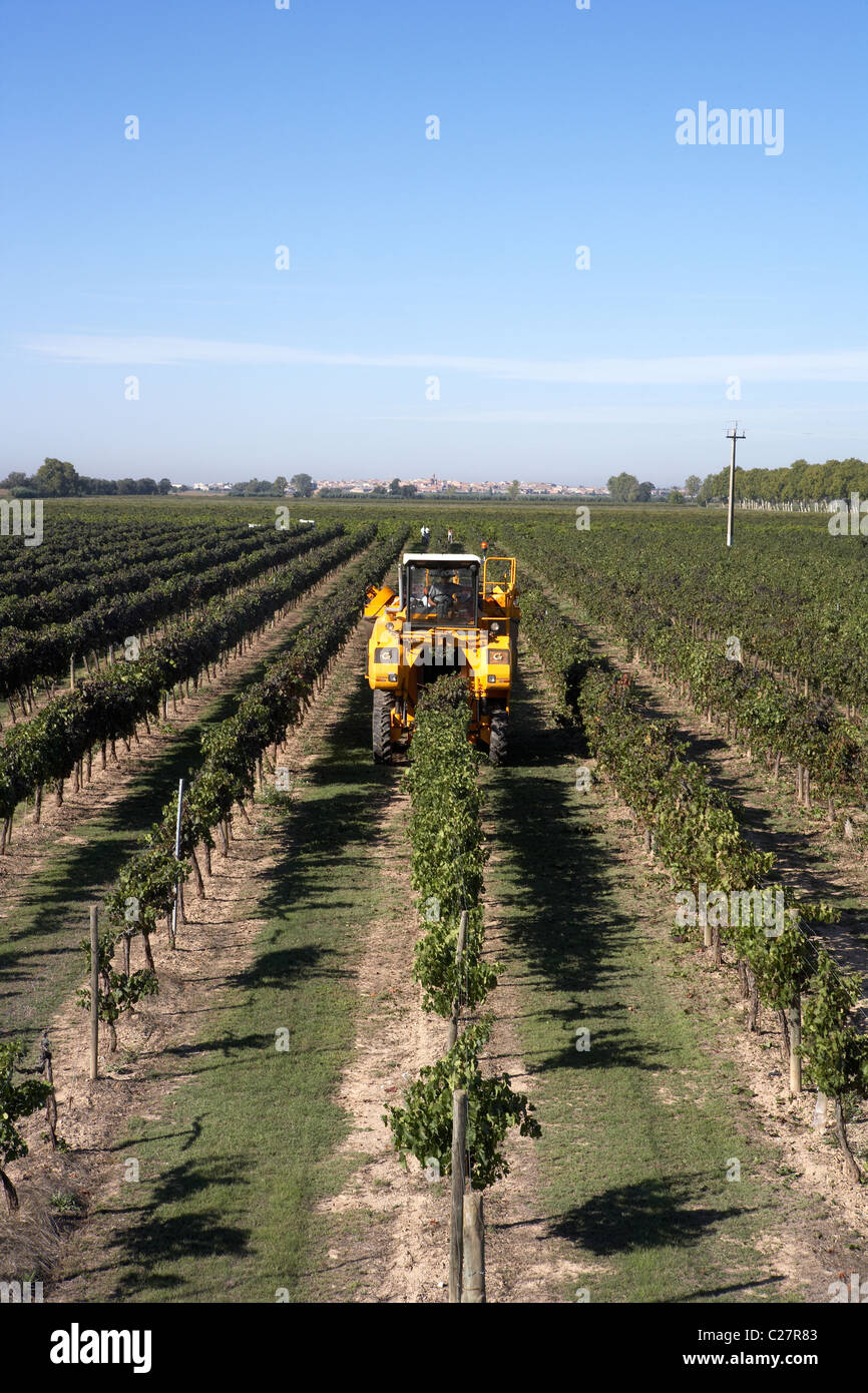 Moissonneuse-batteuse, sur un vignoble à Castell del Remei Espagne LLeida Banque D'Images