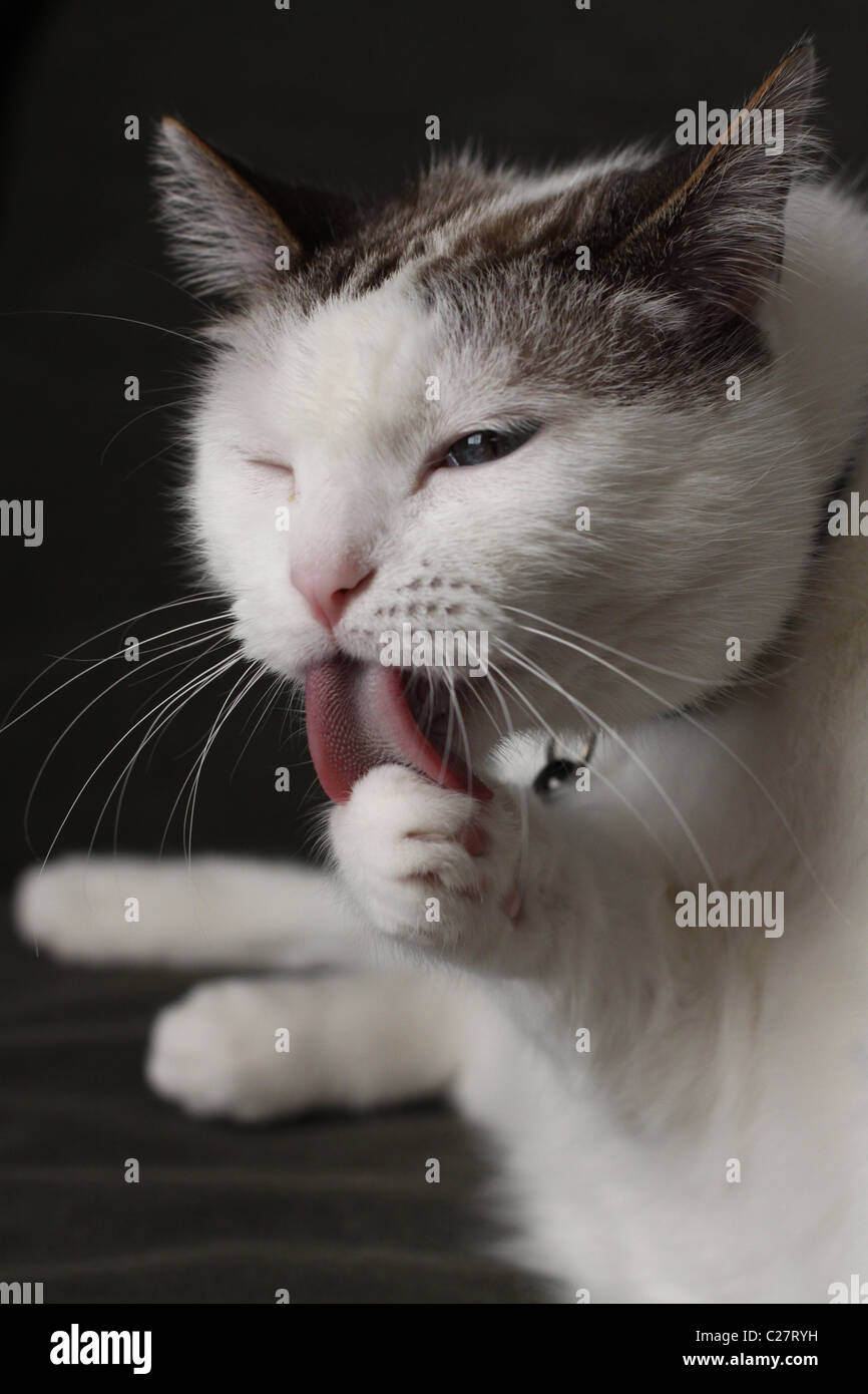 Un chat léchant sa patte. Banque D'Images