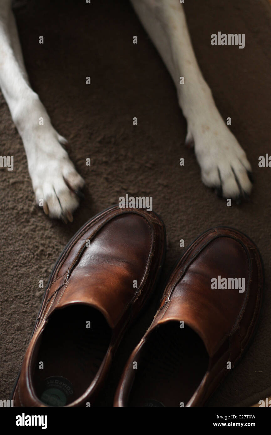 Les pattes des chiens à côté d'un vide de l'homme chaussures. Banque D'Images