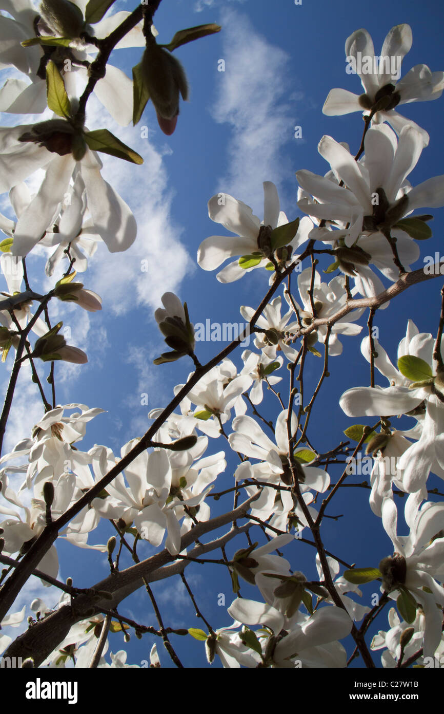 Magnolia x loebneri 'Merrill' Banque D'Images