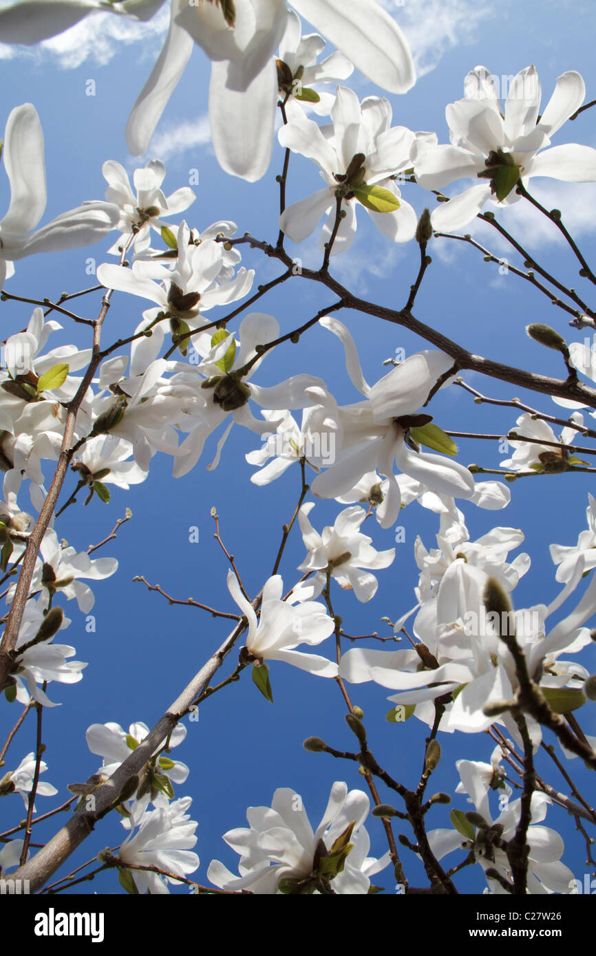 Magnolia x loebneri 'Merrill' Banque D'Images