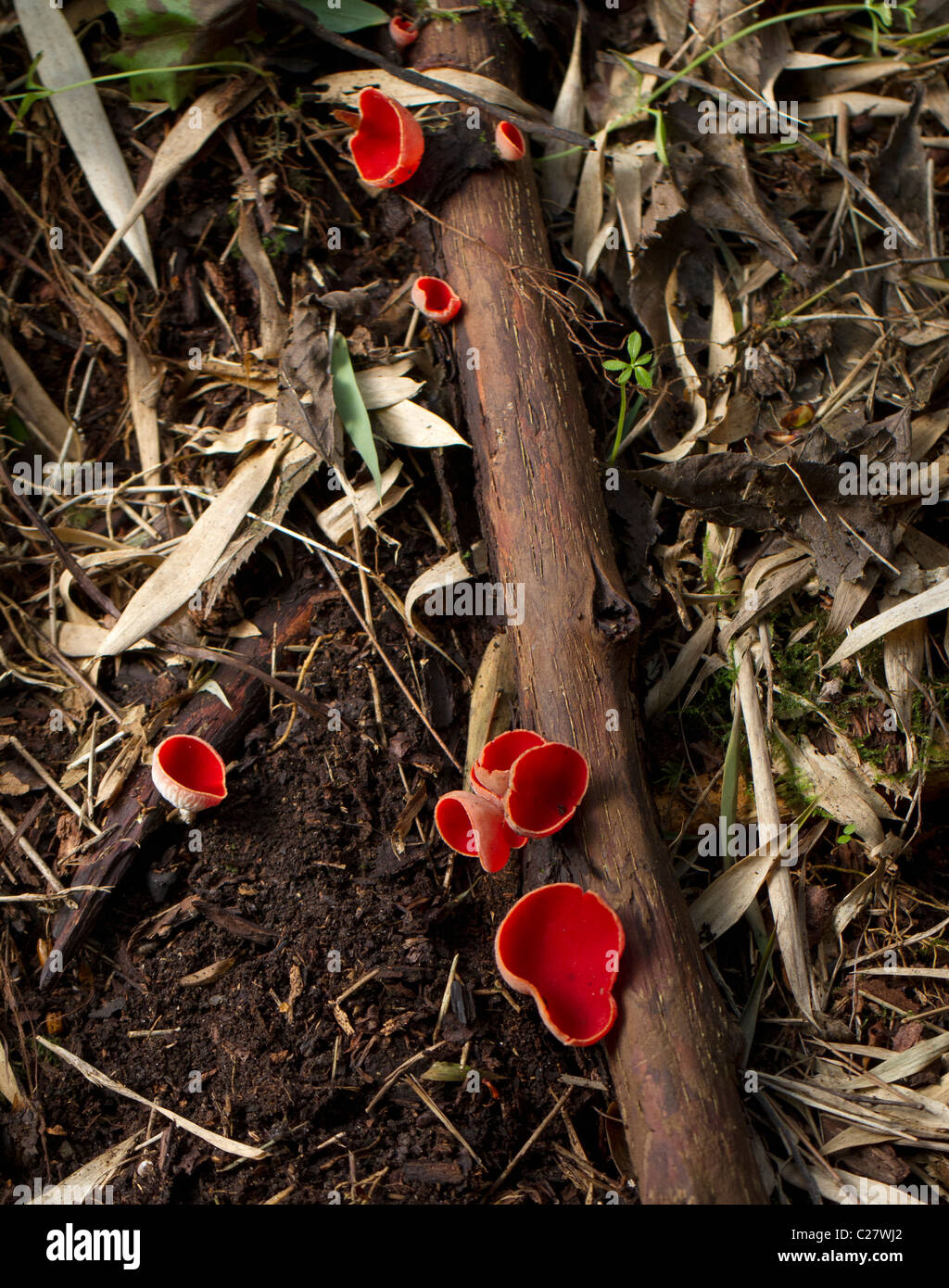 Elf écarlate Sarcoscypha coccinea (tasse ou Peziza coccinea) Banque D'Images