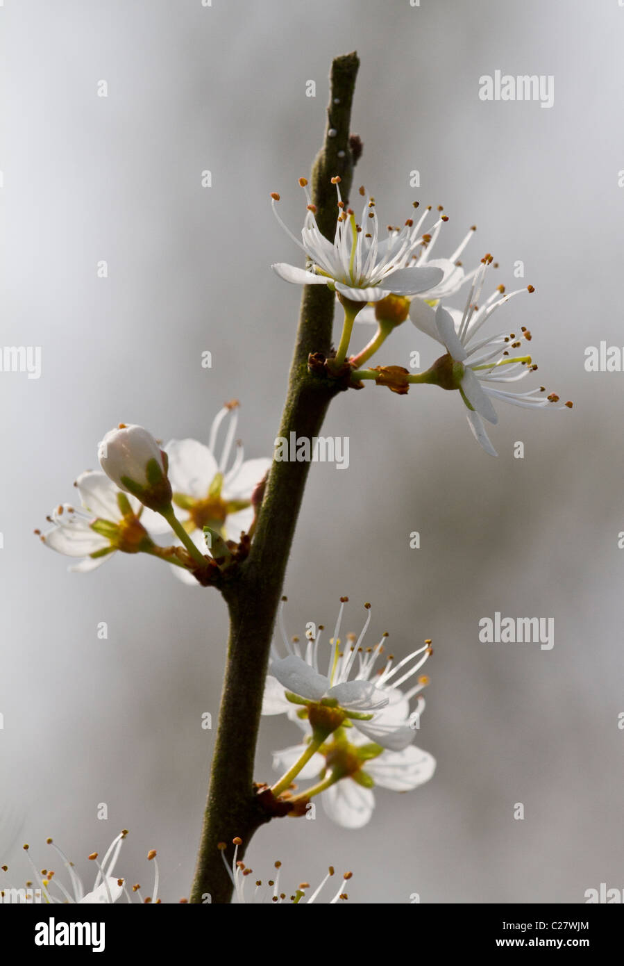 Des fleurs - Prunus spinosa prunellier ou prunelle Banque D'Images