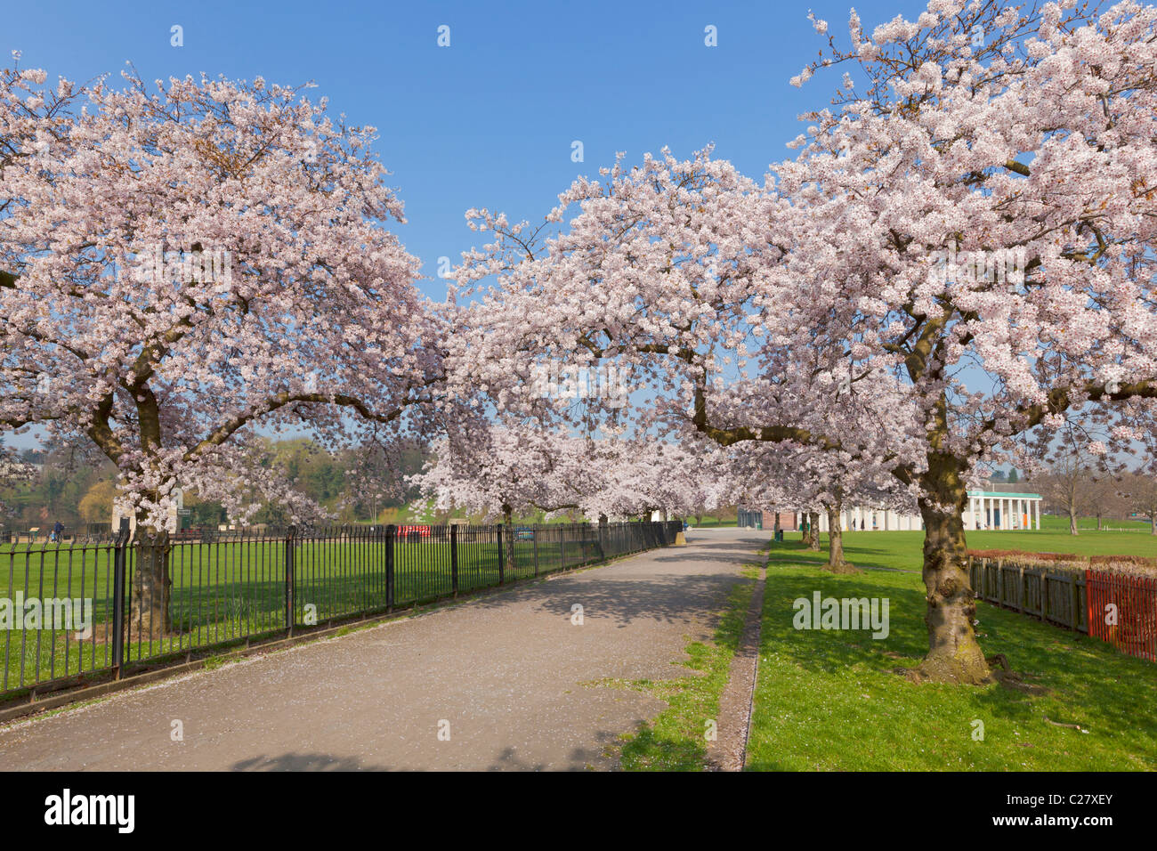 Cerisiers en fleurs sur les arbres du campus du parc universitaire de Nottingham Notinghamshire Angleterre GB Royaume-Uni Europe Banque D'Images