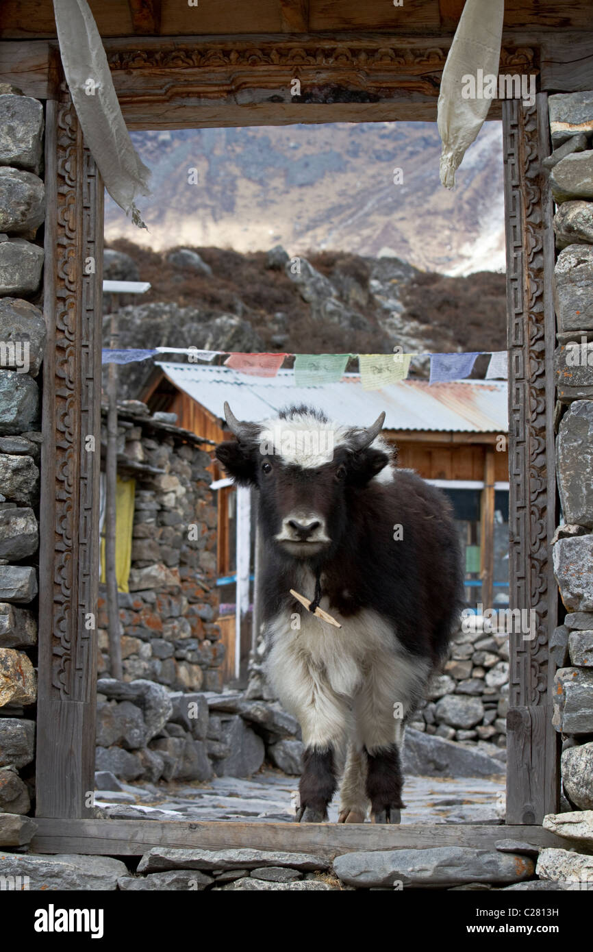 Yak noir et blanc saisissant une porte dans la région de Langtang. Région de l'himalaya. Le Népal, Asie Banque D'Images