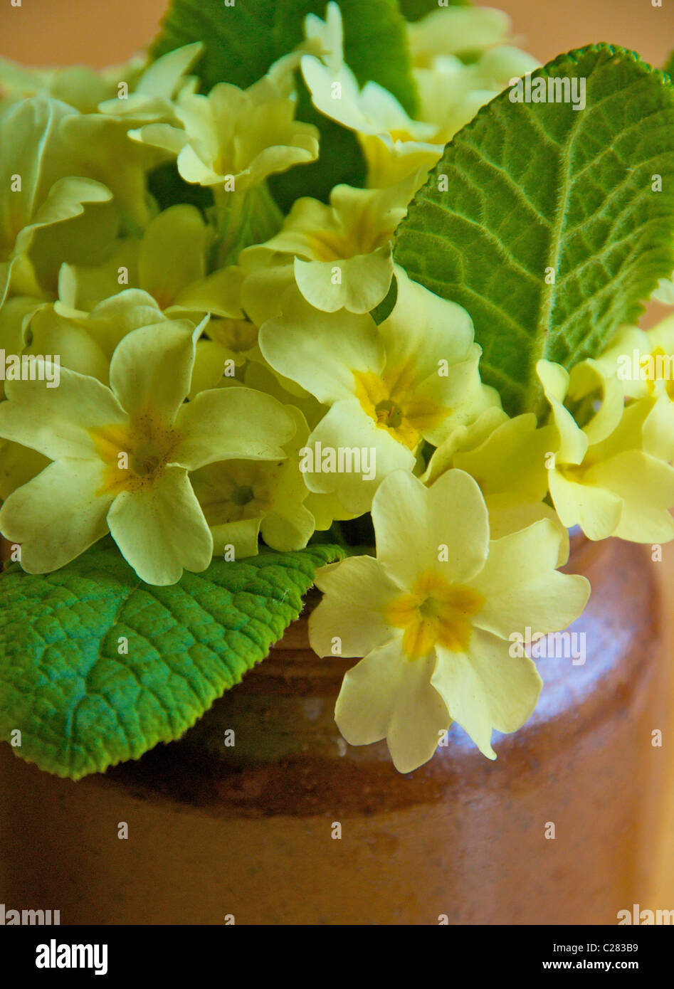 (PRIMROSE Primula vulgaris) messager du printemps dans la campagne britannique. Banque D'Images
