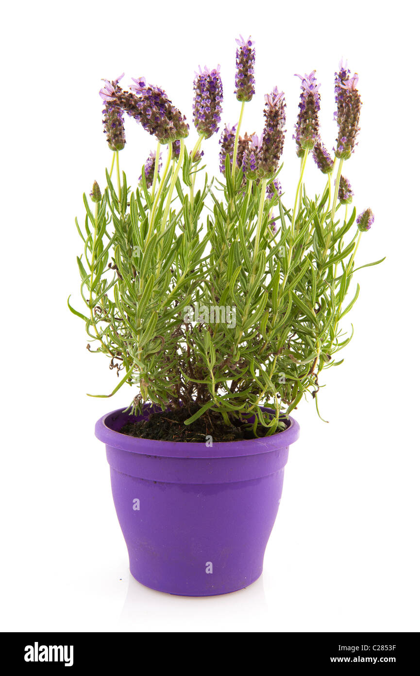 La lavande Stoechas plante en pot de fleurs de mauve Photo Stock - Alamy