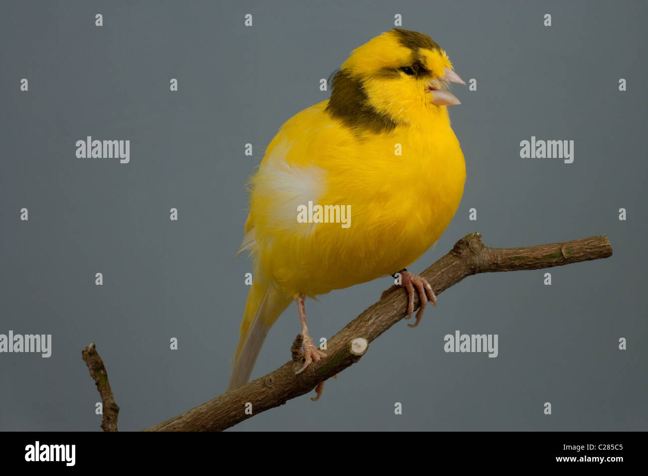 Canaries (Serinus canaria). Cage oiseaux domestiqués et volière. Race/variété ; 'cadre'. Le chant Banque D'Images