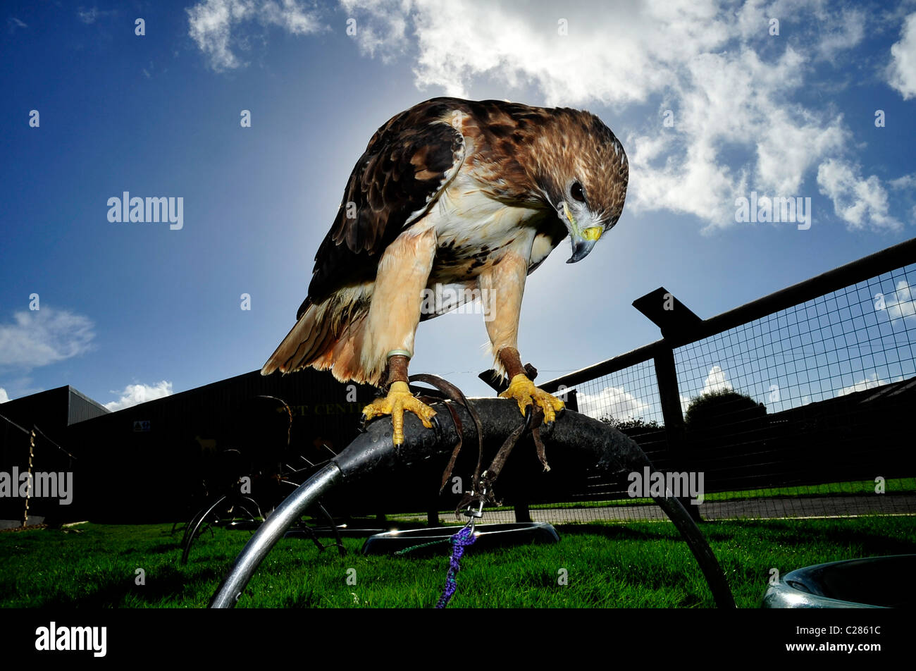 Un Américain en captivité dans un centre de fauconnerie buzzard Banque D'Images