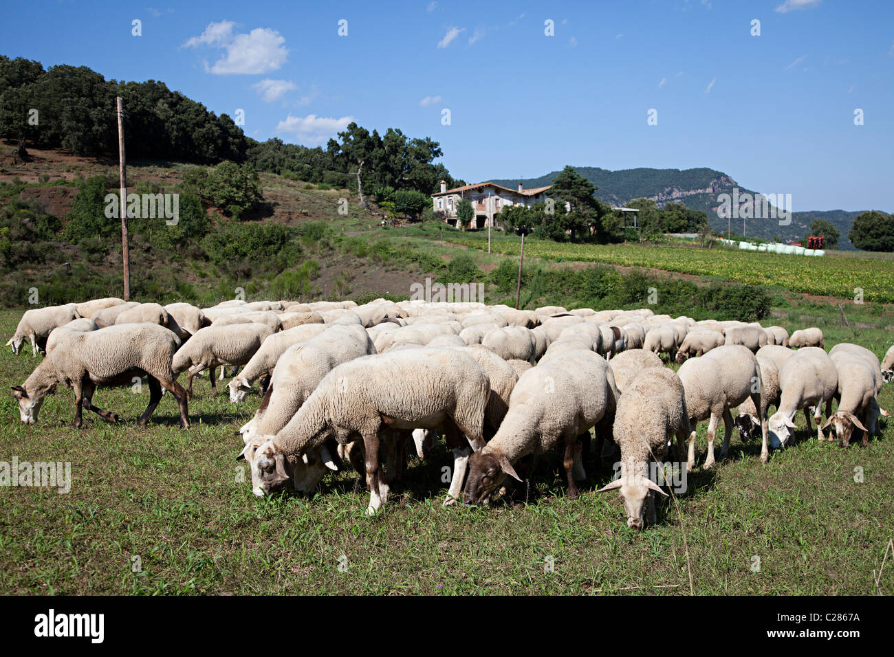 Troupeau de moutons de la région de la Garrotxa pâturage Catalunya Espagne Banque D'Images