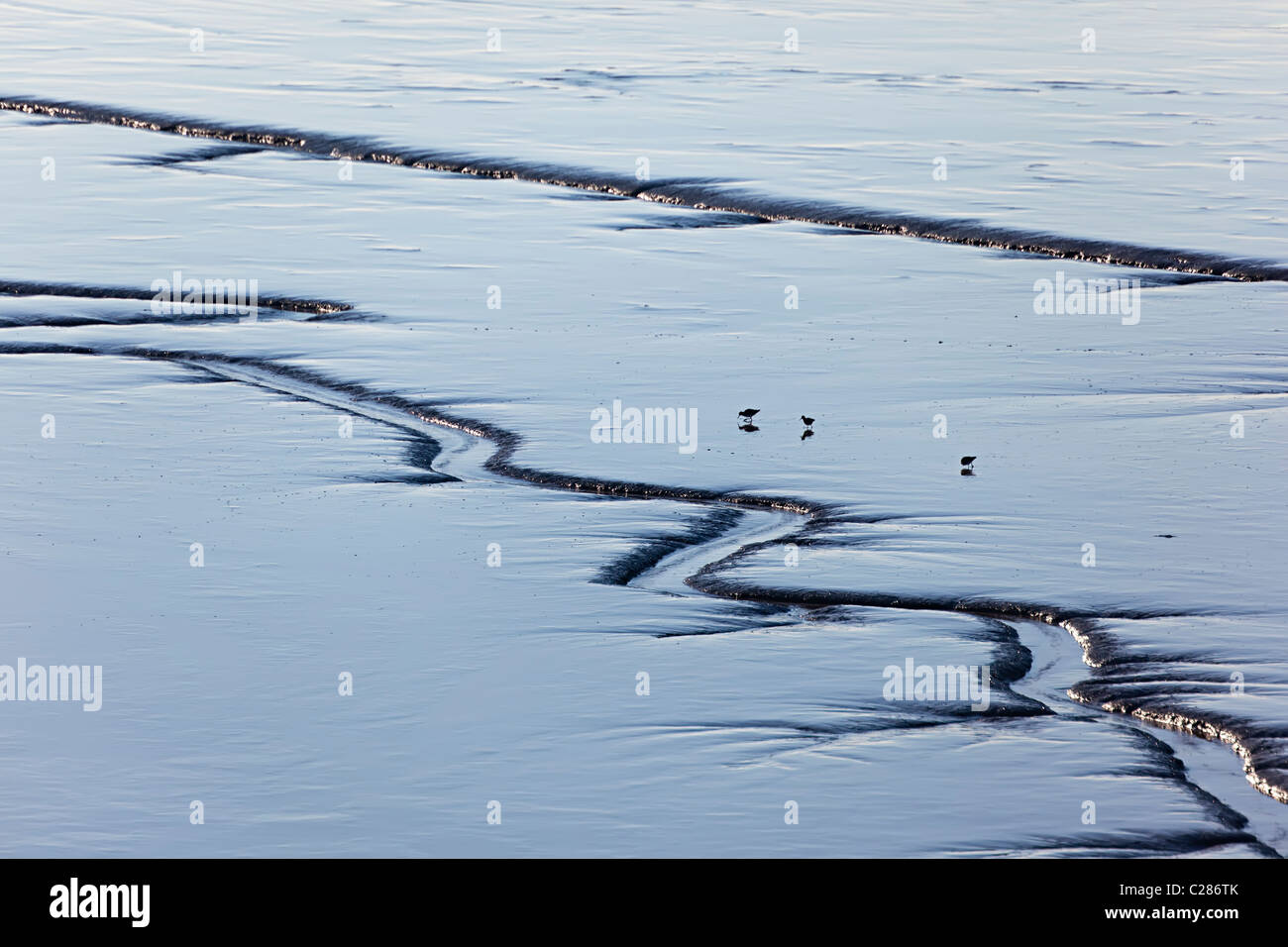 Le bécasseau variable Calidris alpina en silhouette sur l'alimentation des zones humides du pays de Galles Royaume-uni Newport vasières Banque D'Images