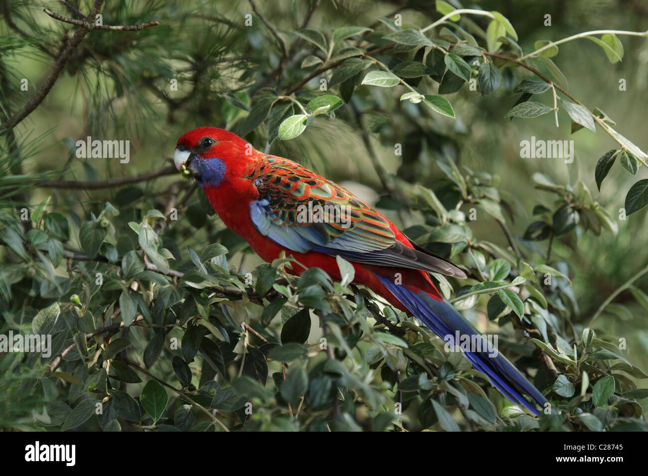 Crimson Rosella (Platycercus elegans) dans un buisson dans les Blue Mountains, Australie. Banque D'Images