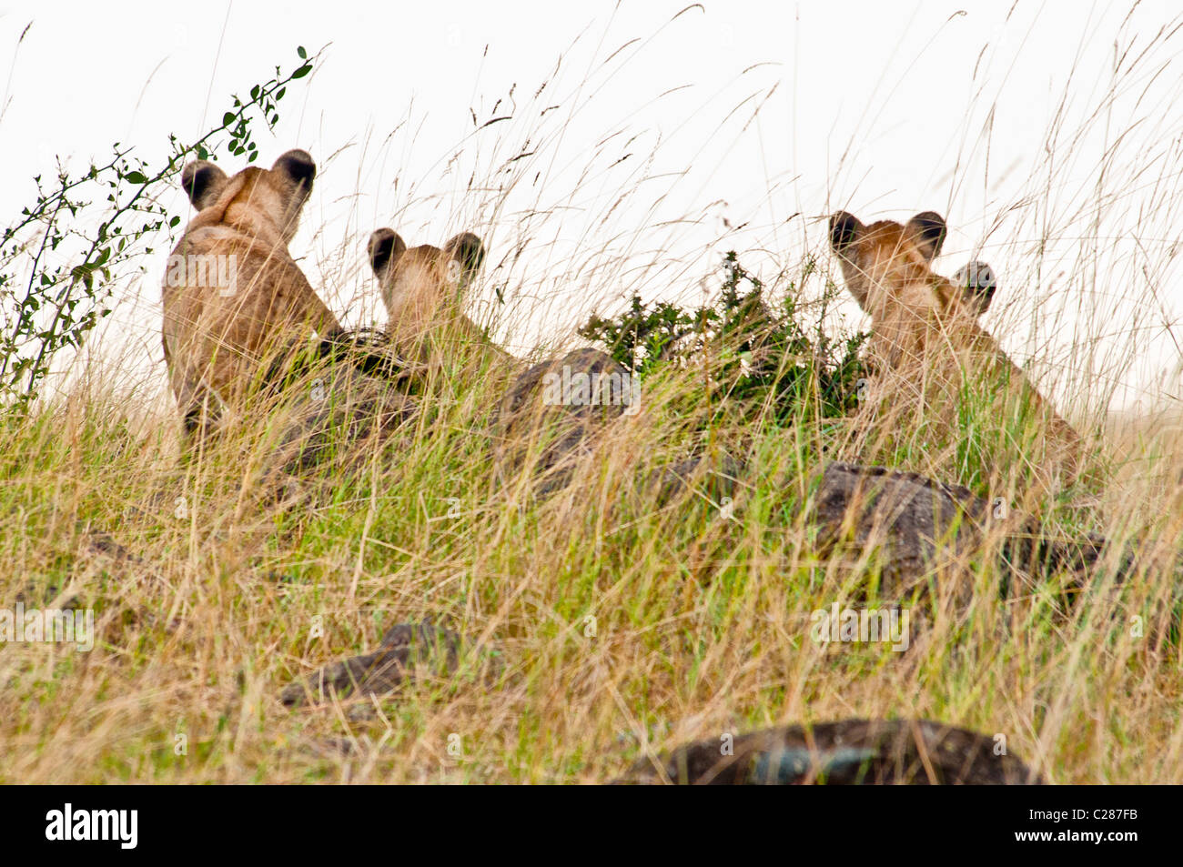 Vue arrière du Quatre lionceaux, Panthera leo, Masai Mara National Reserve, Kenya, Africa Banque D'Images