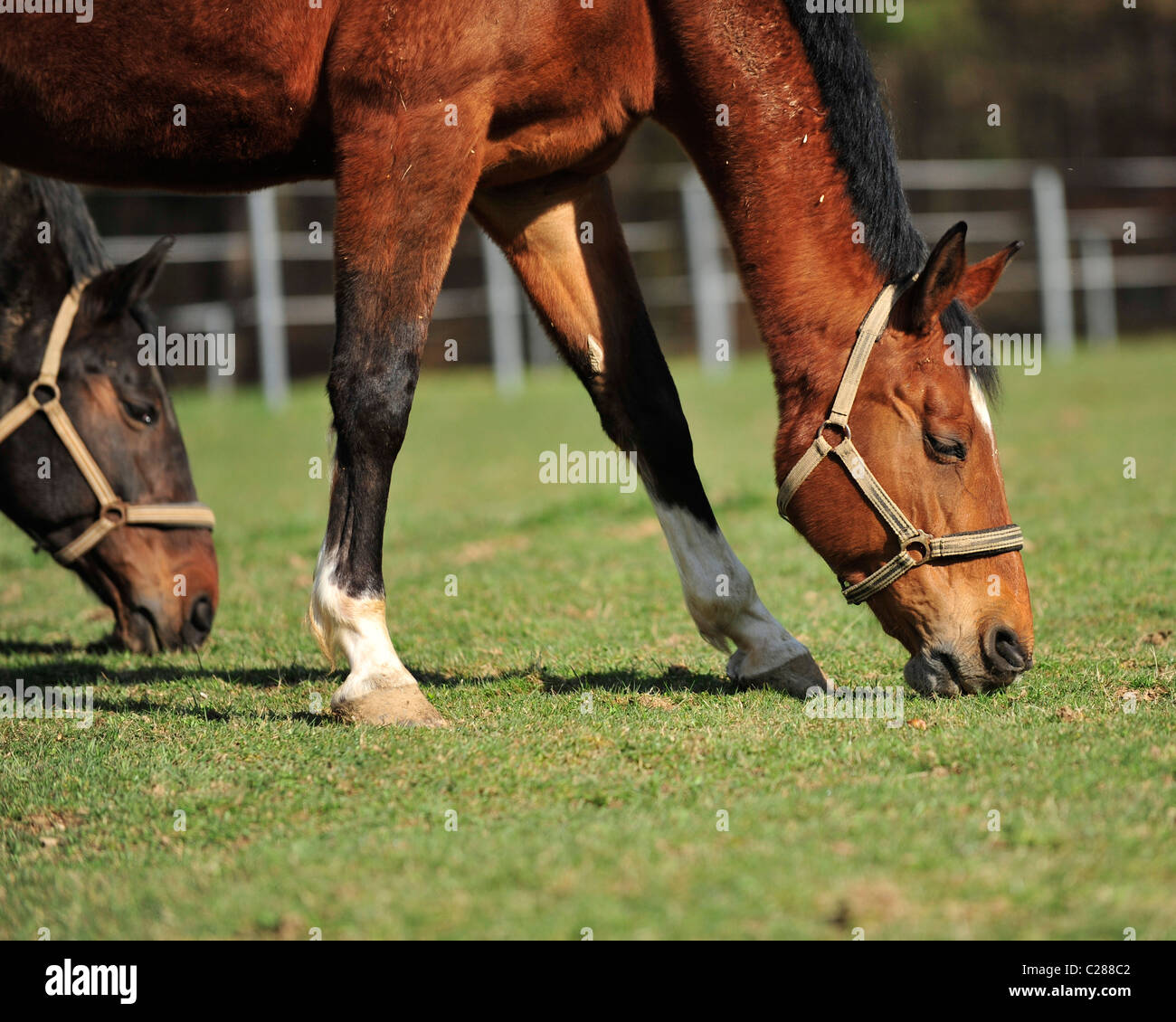 Deux chevaux qui broutent Banque D'Images