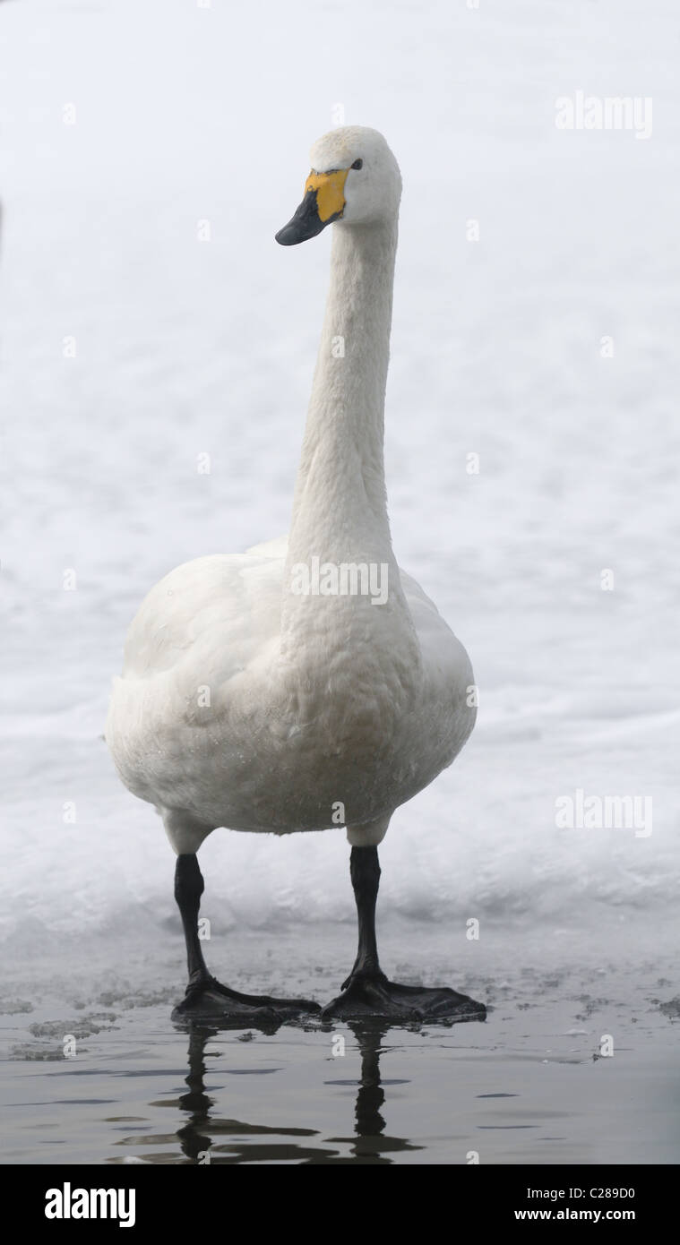 Les Cygnes chanteurs, mature et juvéniles (Cygnus cygnus) sur la glace et dans l'eau du lac volcanique, Mashu, Akan, Hokkaido, Japon Banque D'Images