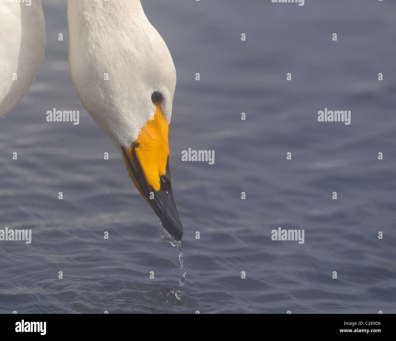 Les Cygnes chanteurs, mature et juvéniles (Cygnus cygnus) sur la glace et dans l'eau du lac volcanique, Mashu, Akan, Hokkaido, Japon Banque D'Images