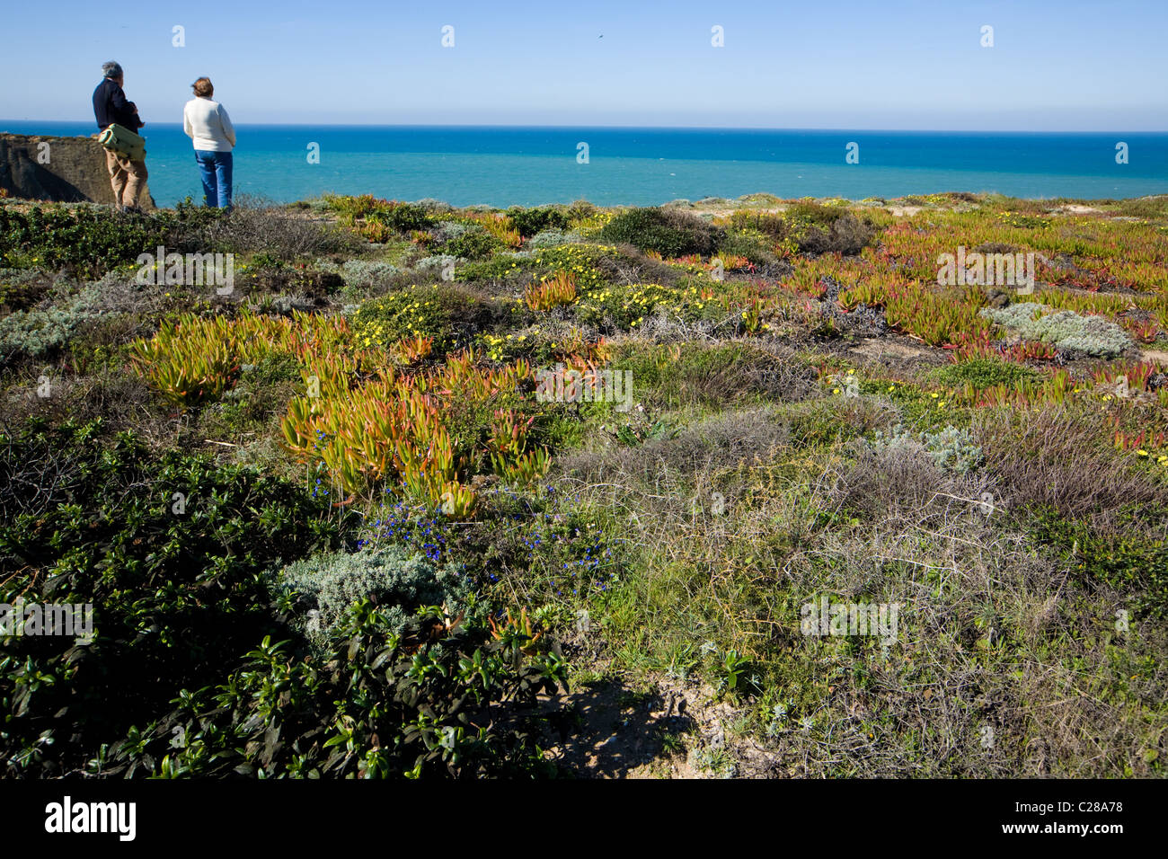 Les touristes, de fleurs sauvages au Cap Sardão, Portugal Banque D'Images