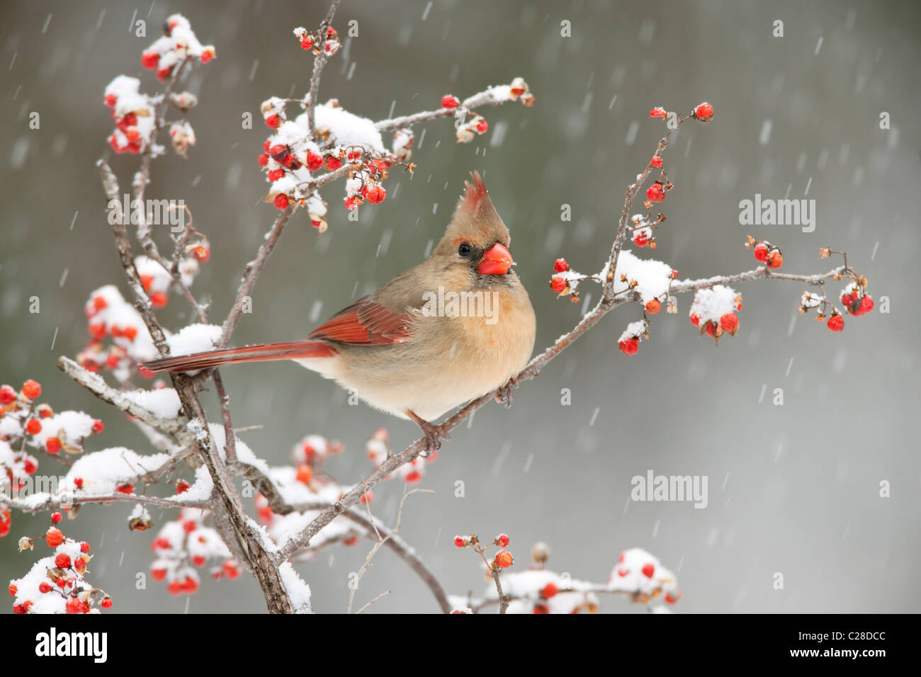 Cardinal rouge femelle dans Bittersweet Banque D'Images