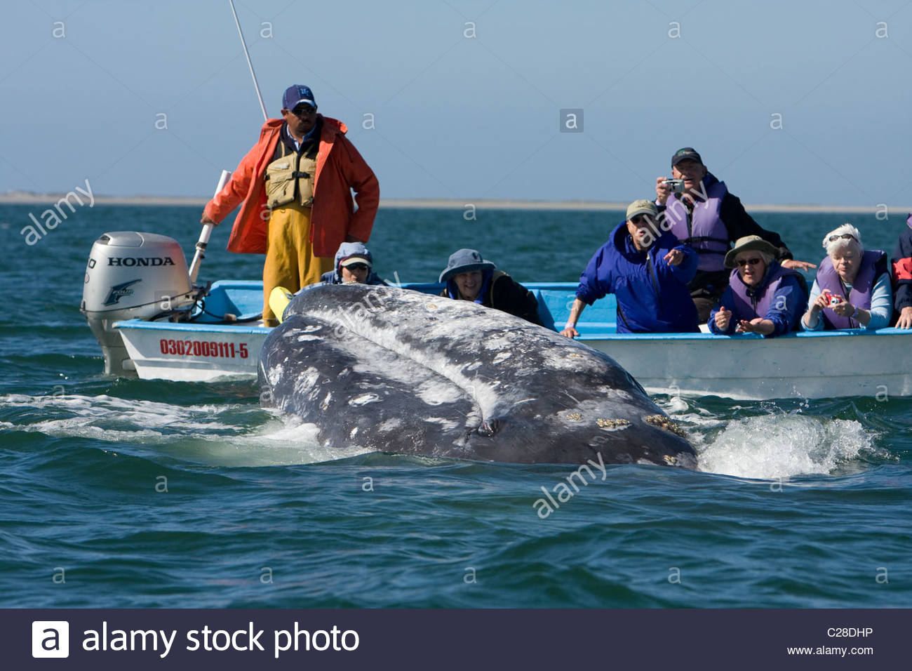 Une baleine grise séduit les membres d'un groupe touristique. Banque D'Images