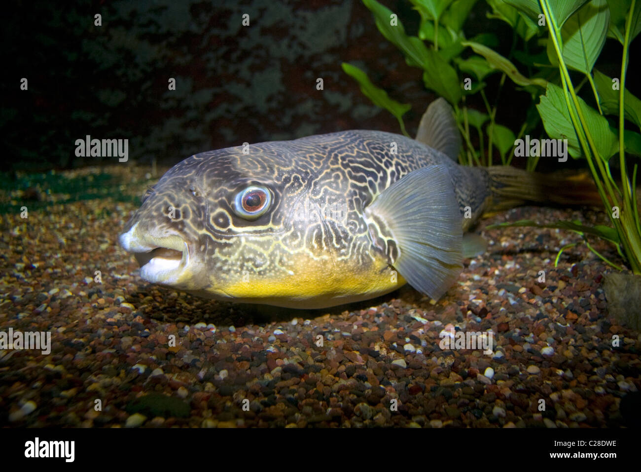 Le fleuve congo (puffer Tetraodon mbu) Banque D'Images