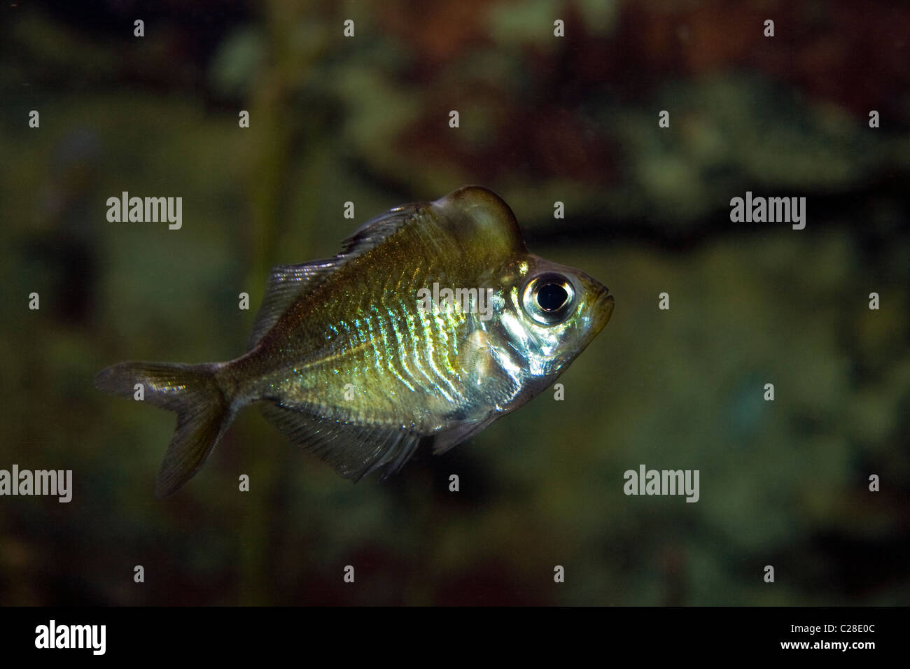 Le Napoléon glassfish (Parambassis pulcinella) Banque D'Images