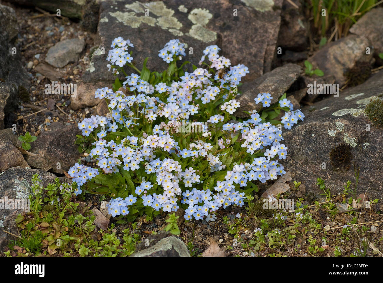 Le lac de Constance forget-me-not (Myosotis rehsteineri), plante à fleurs. Banque D'Images