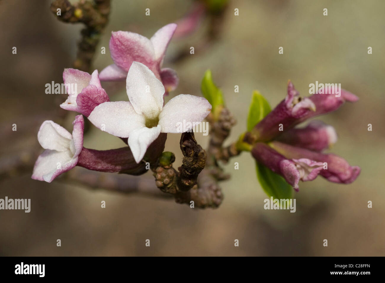 Twin-flowered daphné (Daphne pontica), rameau en fleurs. Banque D'Images
