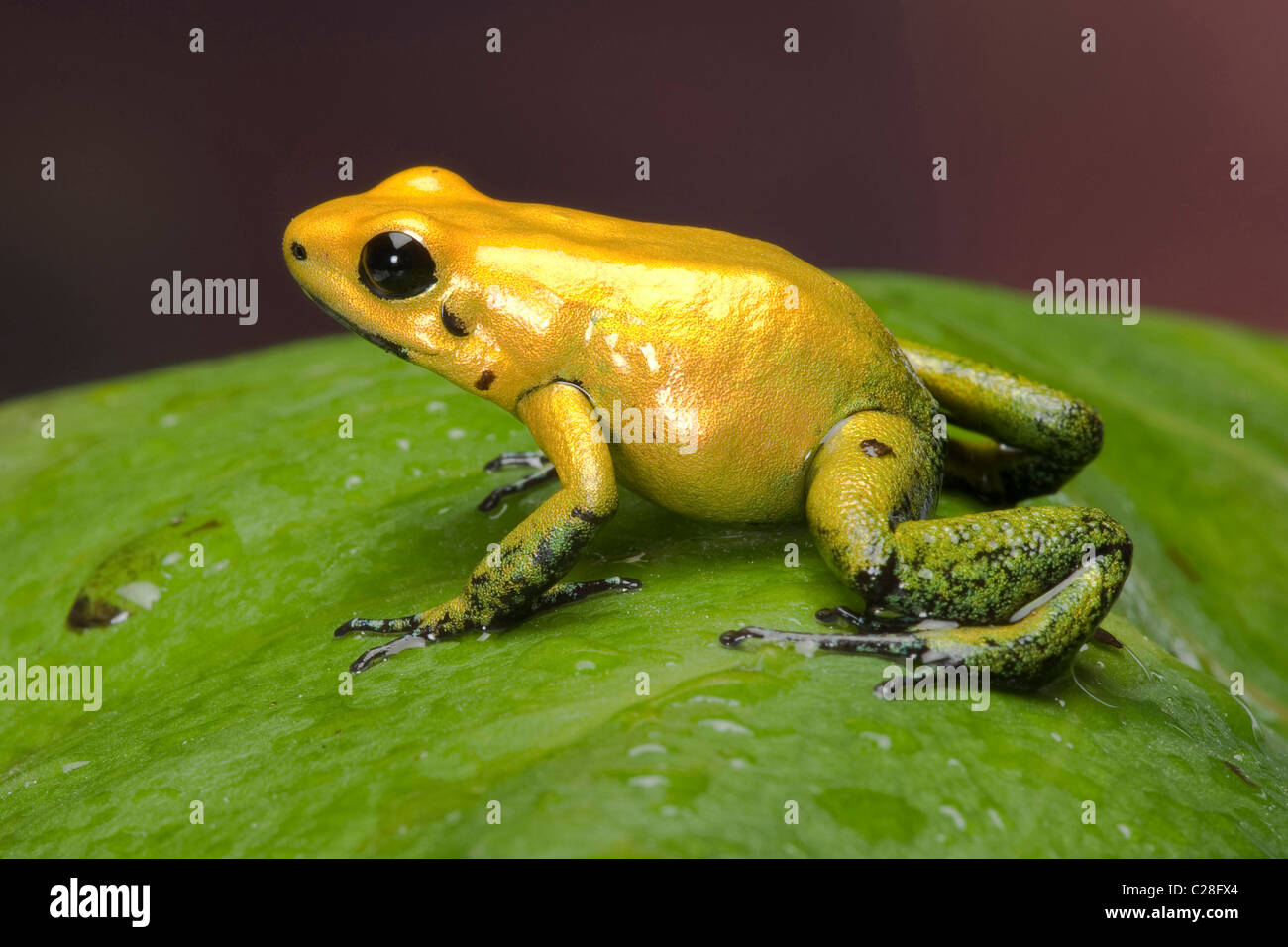 Les Dart Frog (Phyllobates bicolor) sur une feuille. Banque D'Images
