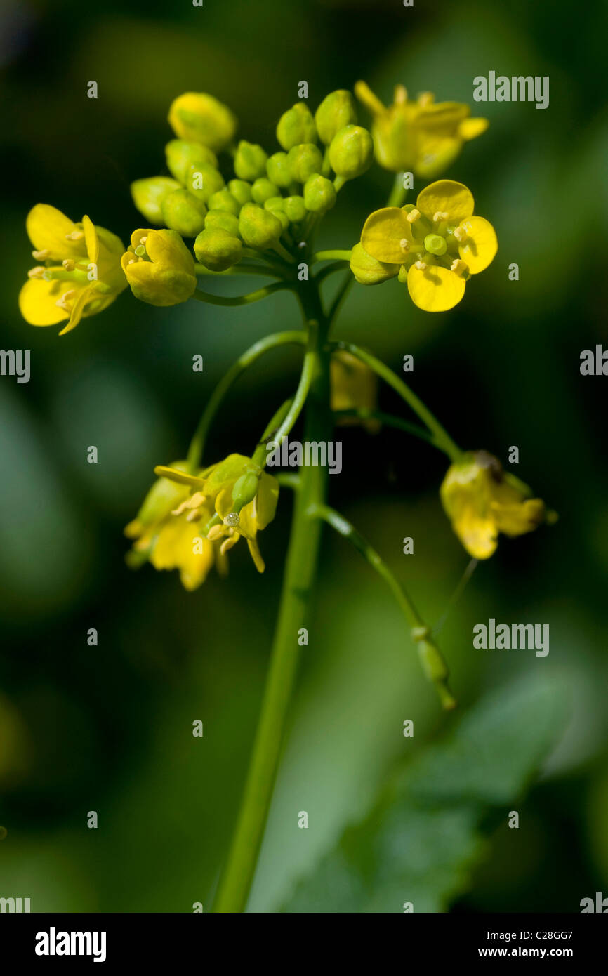 Super Yellowcress (Rorippa amphibia), la floraison. Banque D'Images
